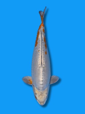 Dreijähriger Doitsu Kogane Ochiba | Koi&Co.